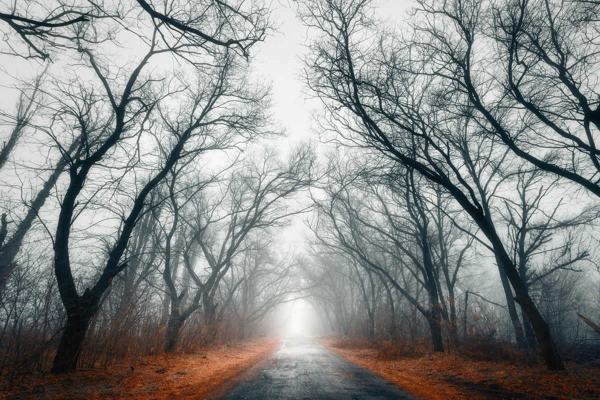 3-piece-acrylic-print-mysterious-mood-in-the-forest