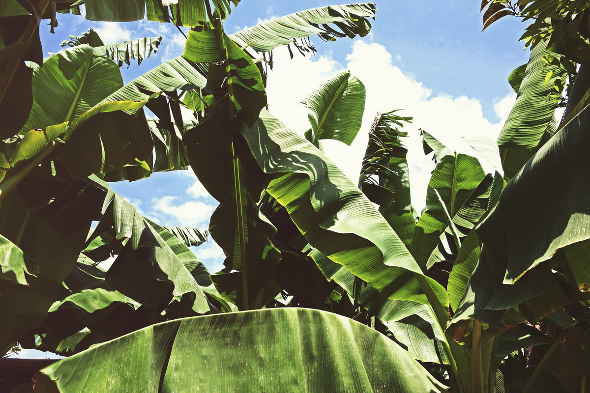 framedposter-print-in-the-middle-of-the-jungle