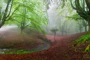 framedposter-print-the-forest-maravillador-iii