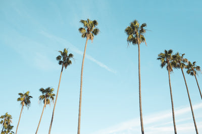 poster-print-a-sky-full-of-palm-trees