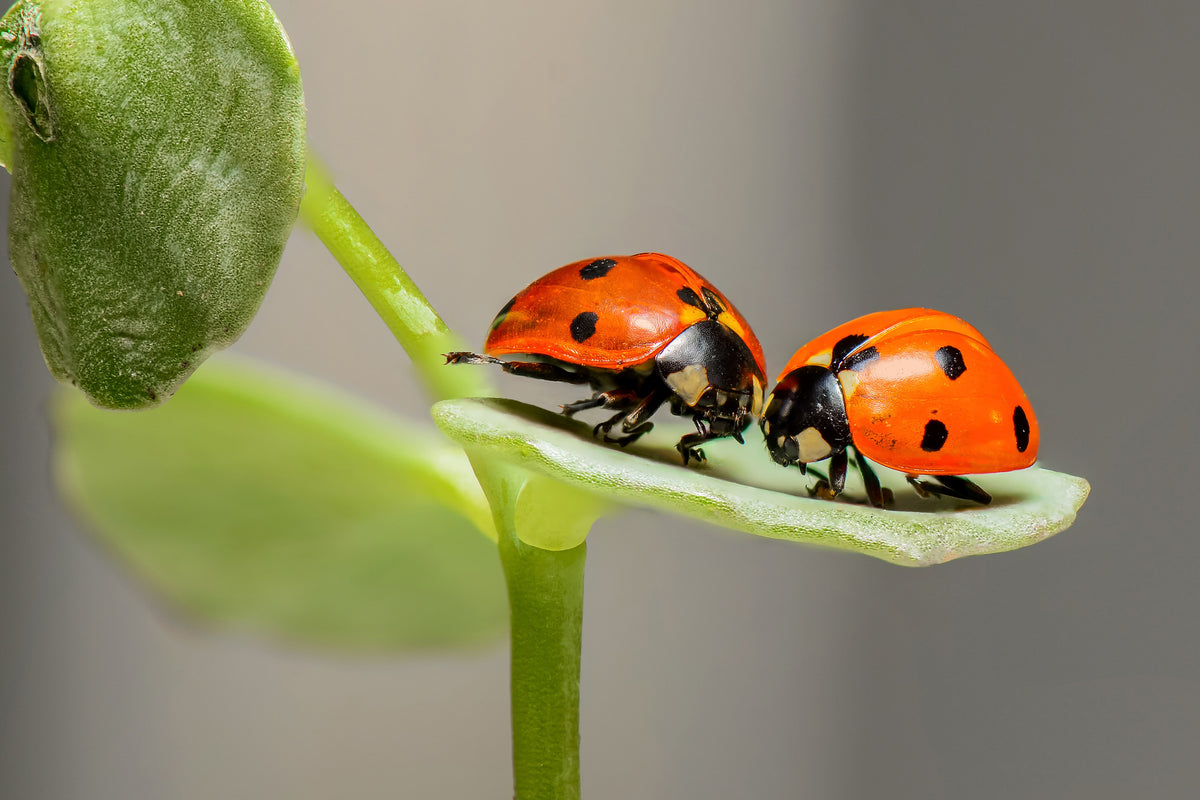 3-piece-aluminium-print-2-ladybirds