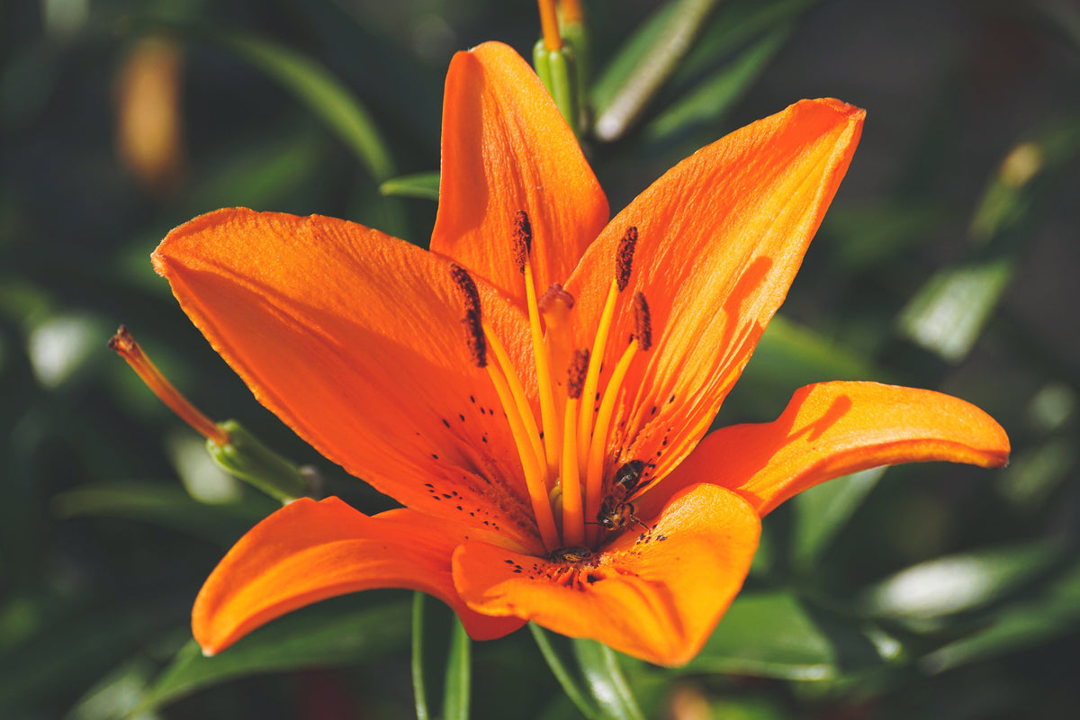 3-piece-canvas-print-lilies-blossom-in-orange-xl