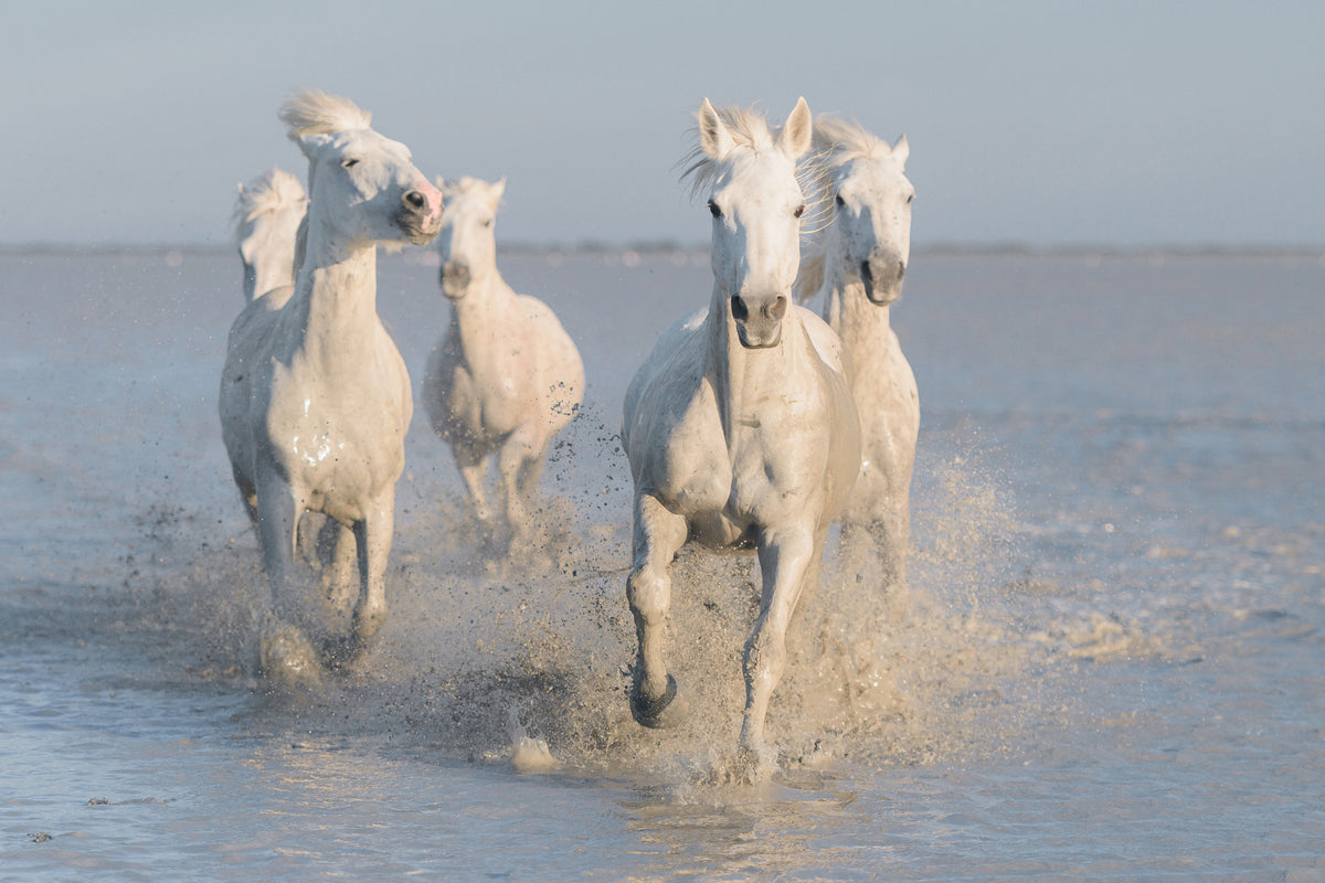 acrylic-print-horses-xue