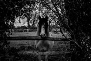 framedcanvas-print-the-horse-sw
