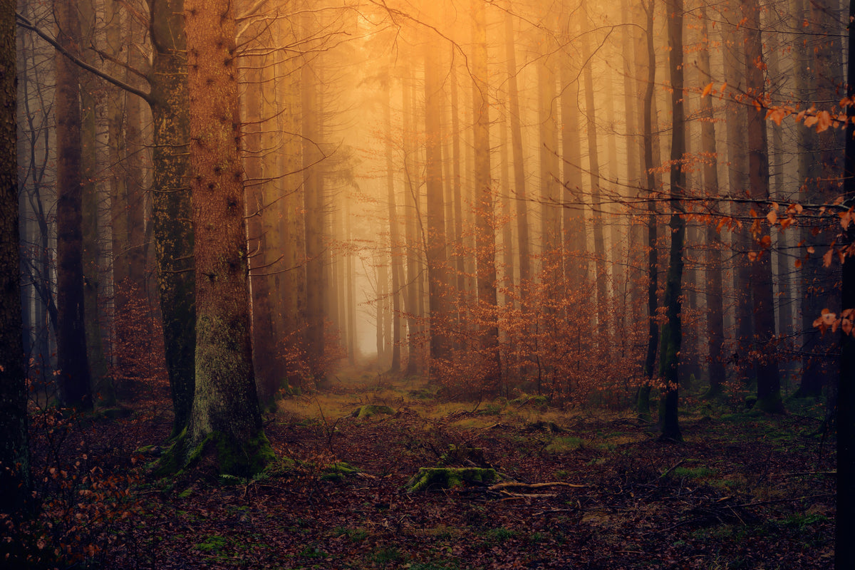 canvas-print-mysterious-forest