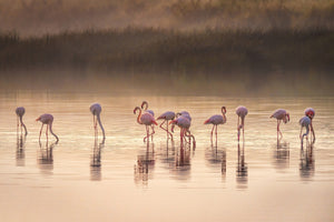 poster-print-photographic-ode-to-monet-x