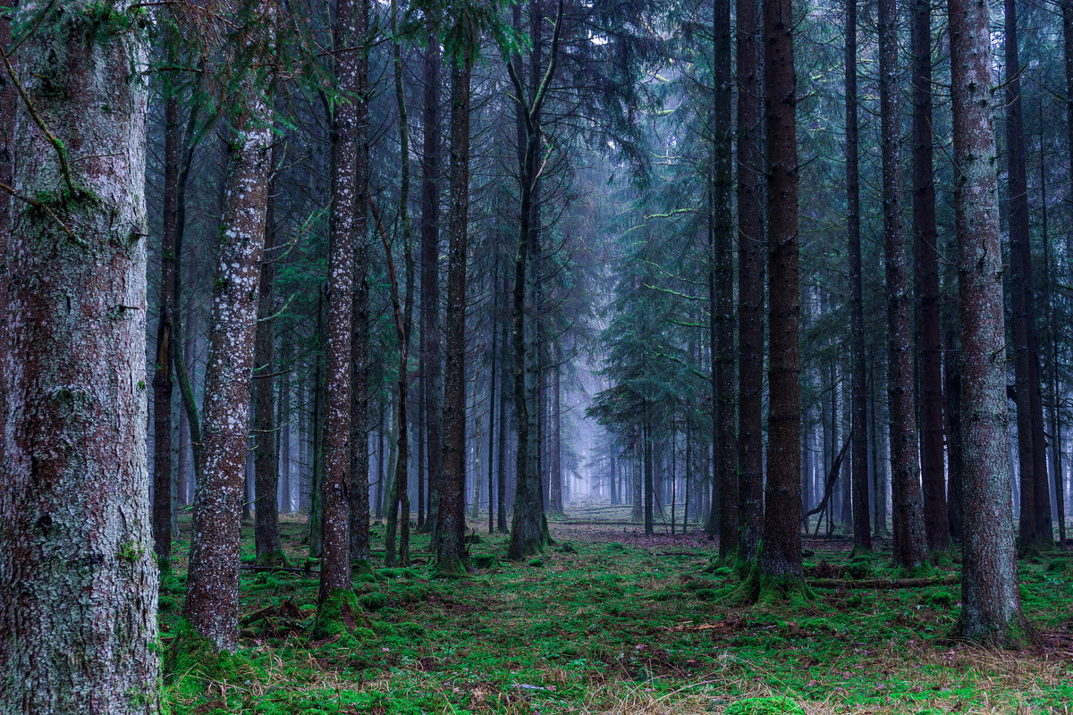 3-piece-acrylic-print-fir-trees-forest