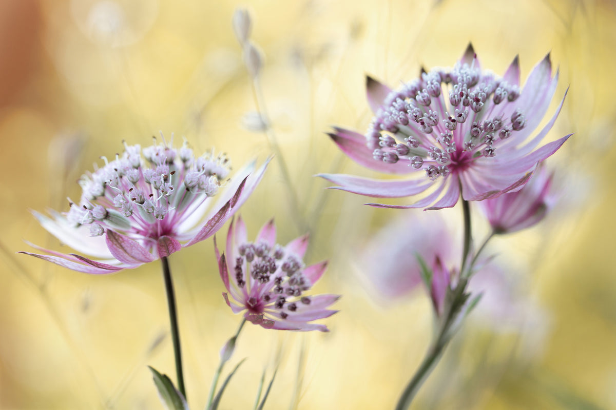 poster-print-astrantia-major