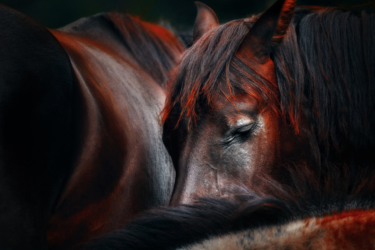 acrylic-print-sleep-huddle