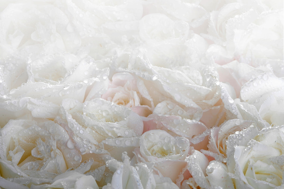 framedcanvas-print-white-roses-in-the-morning-dew