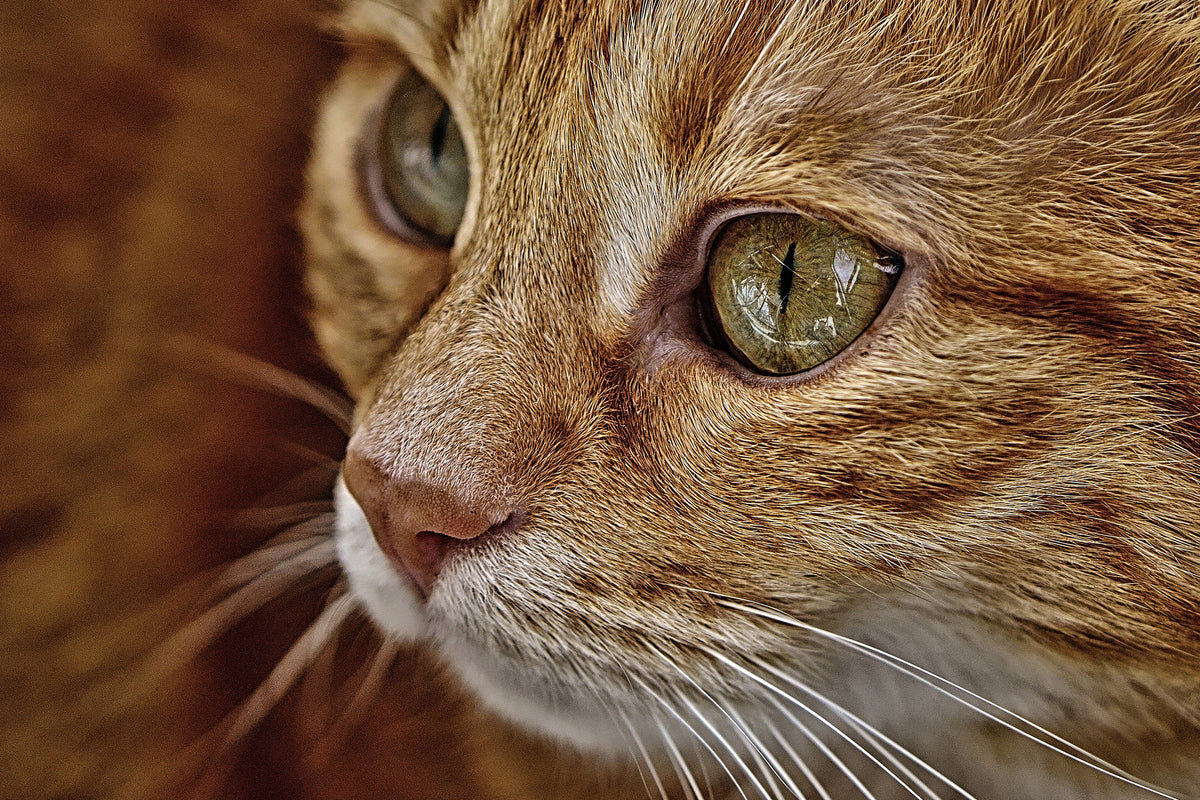 framedposter-print-close-up-cat39s-head
