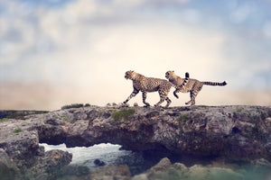 framedposter-print-two-cheetahs