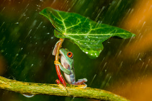 acrylic-print-ohh-noo