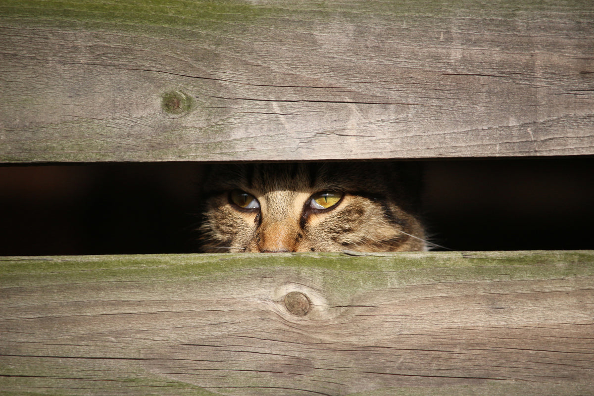 poster-print-cat-in-hiding