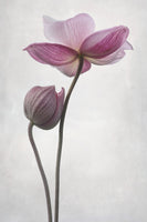 framedcanvas-print-a-little-touch-x