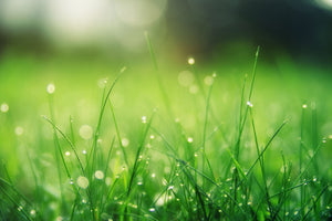 framedposter-print-meadow-with-morning-dew