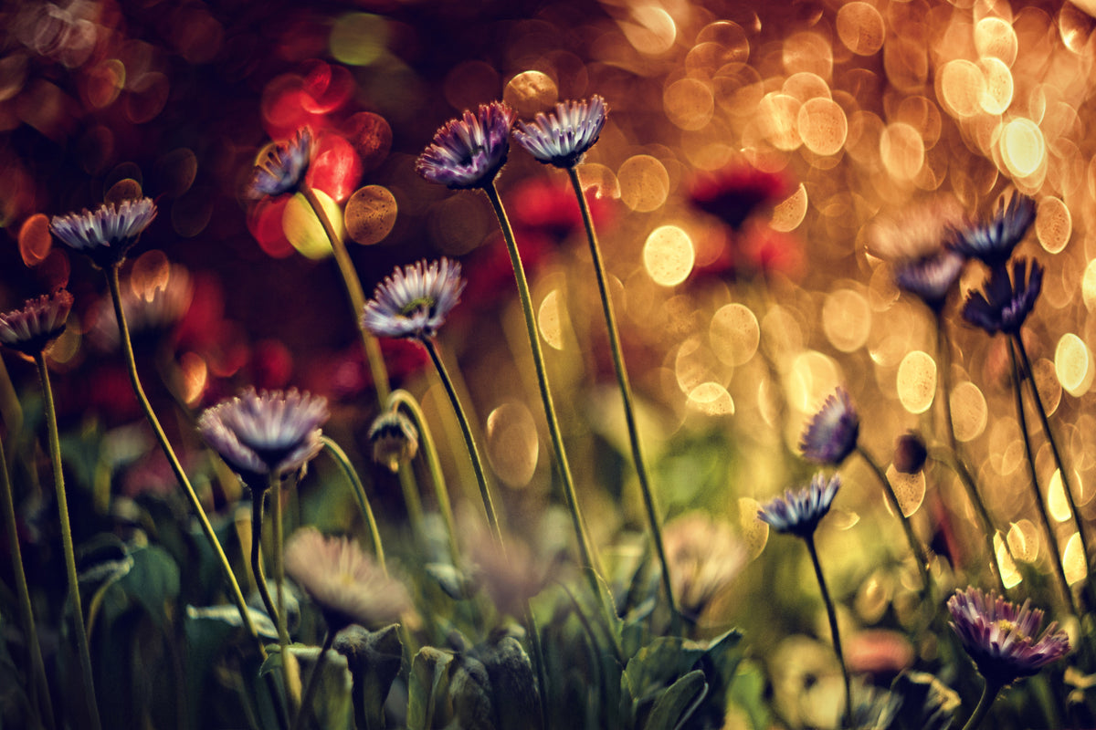 modern-3-piece-aluminium-print-summer-flowers