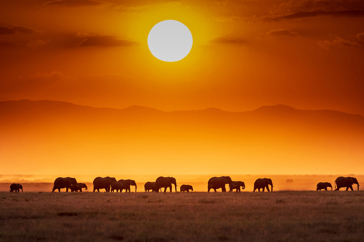 canvas-print-sunrise-parade-x
