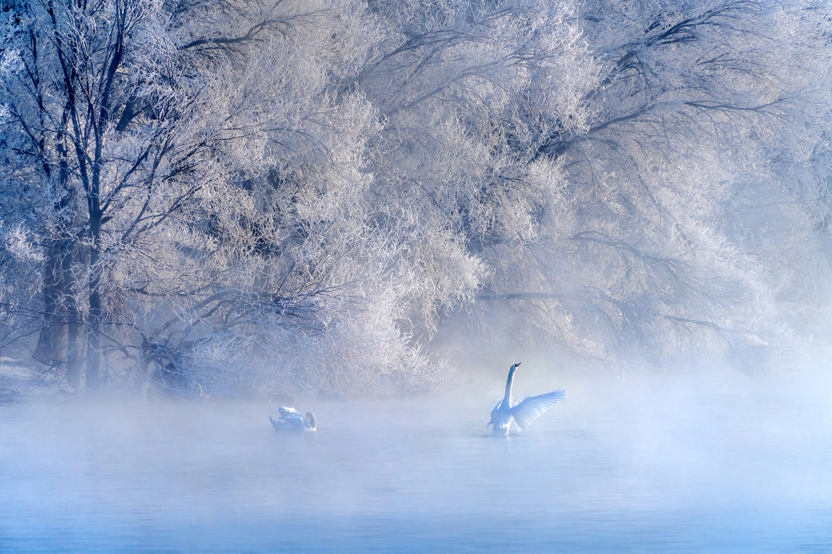 acrylic-print-swan-lake-x