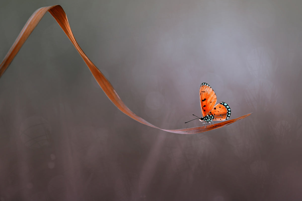 canvas-print-lonely-x