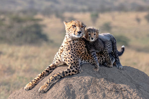 canvas-print-cheetah-and-cup-x