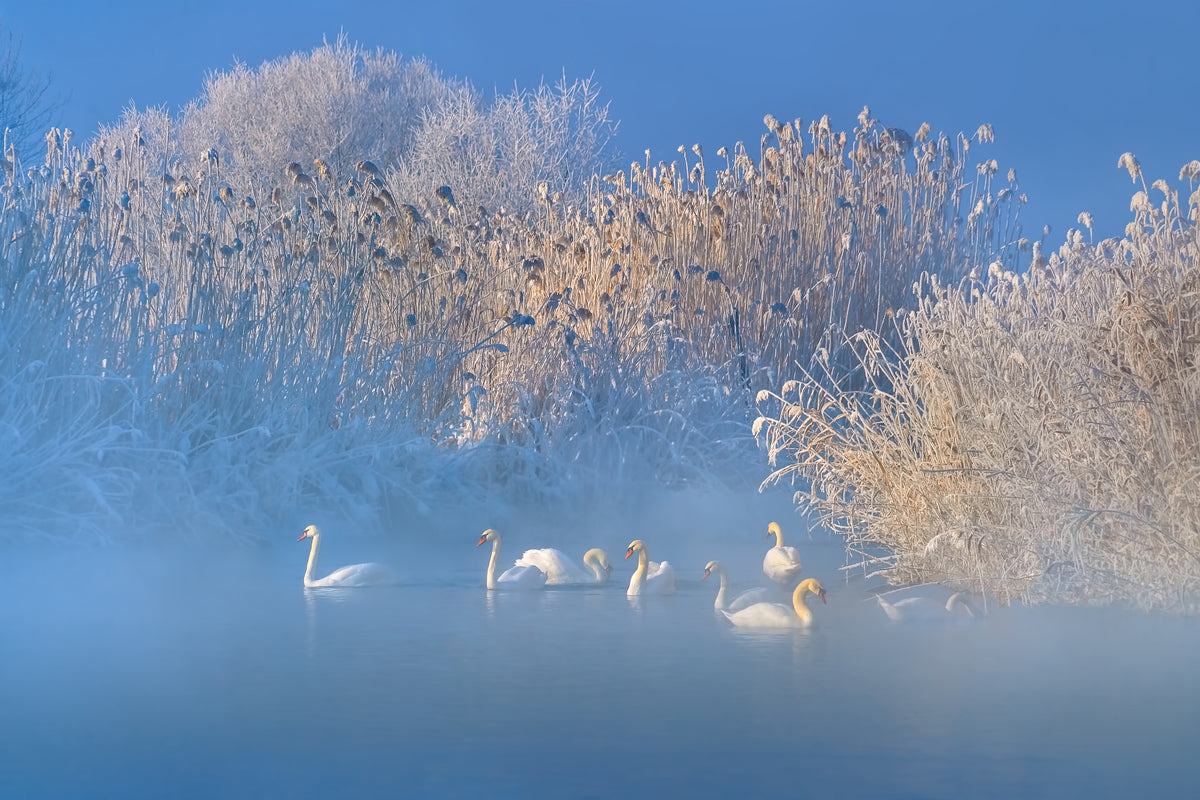 modern-3-piece-canvas-print-blue-swan-lake