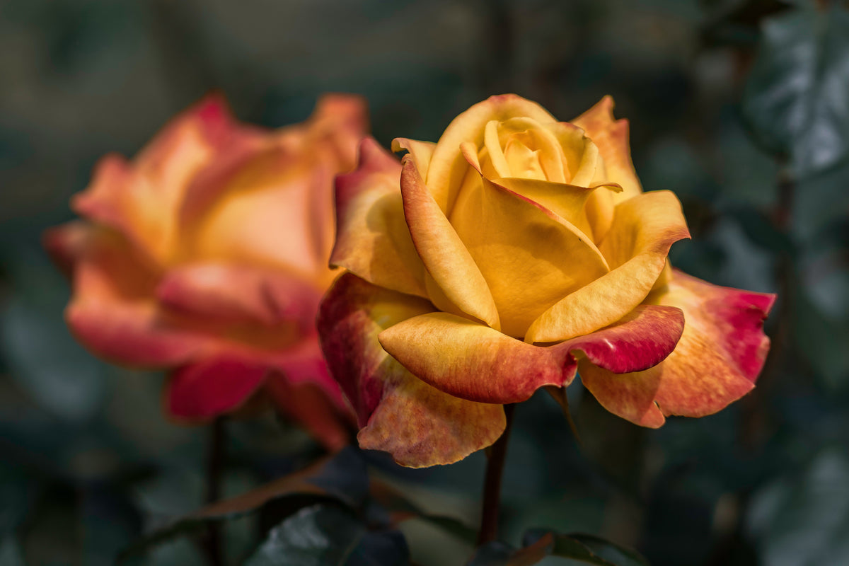 framedposter-print-the-rose-in-the-garden