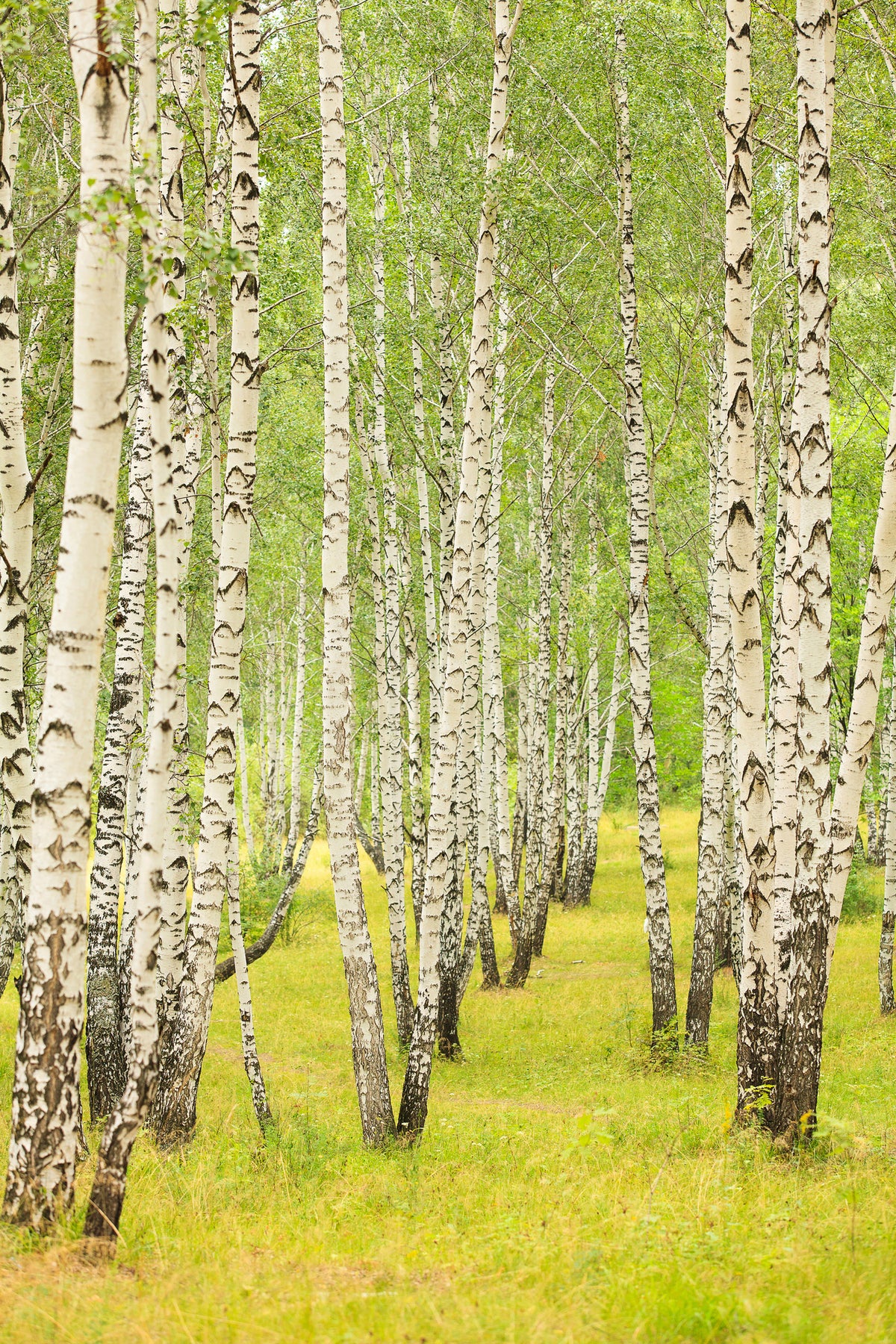 aluminium-print-the-birch-forest-in-late-summer
