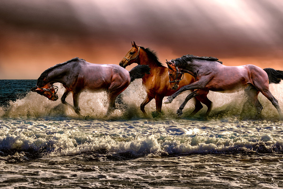 3-piece-canvas-print-freedom-for-horses