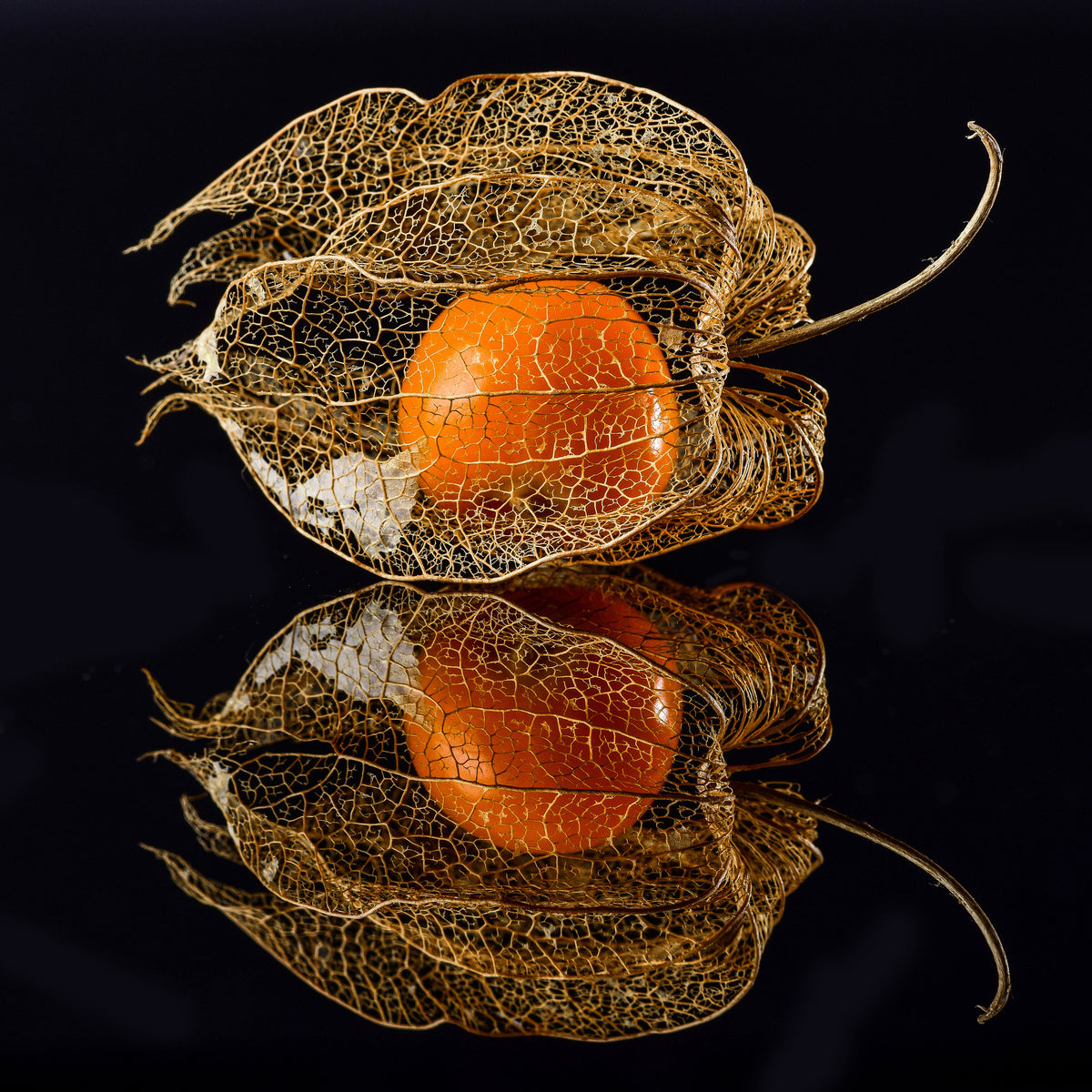 9-piece-canvas-print-physalis