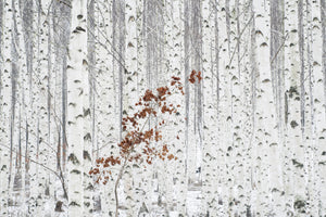 acrylic-print-from-white