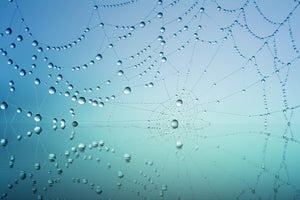 modern-3-piece-aluminium-print-cobweb-in-morning-dew
