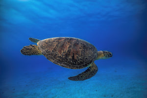 3-piece-acrylic-print-green-turtle-in-the-blue