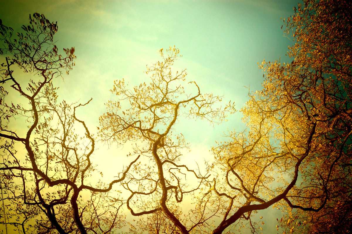 acrylic-print-autumn-trees-ii