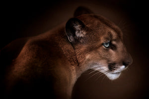 3-piece-canvas-print-puma