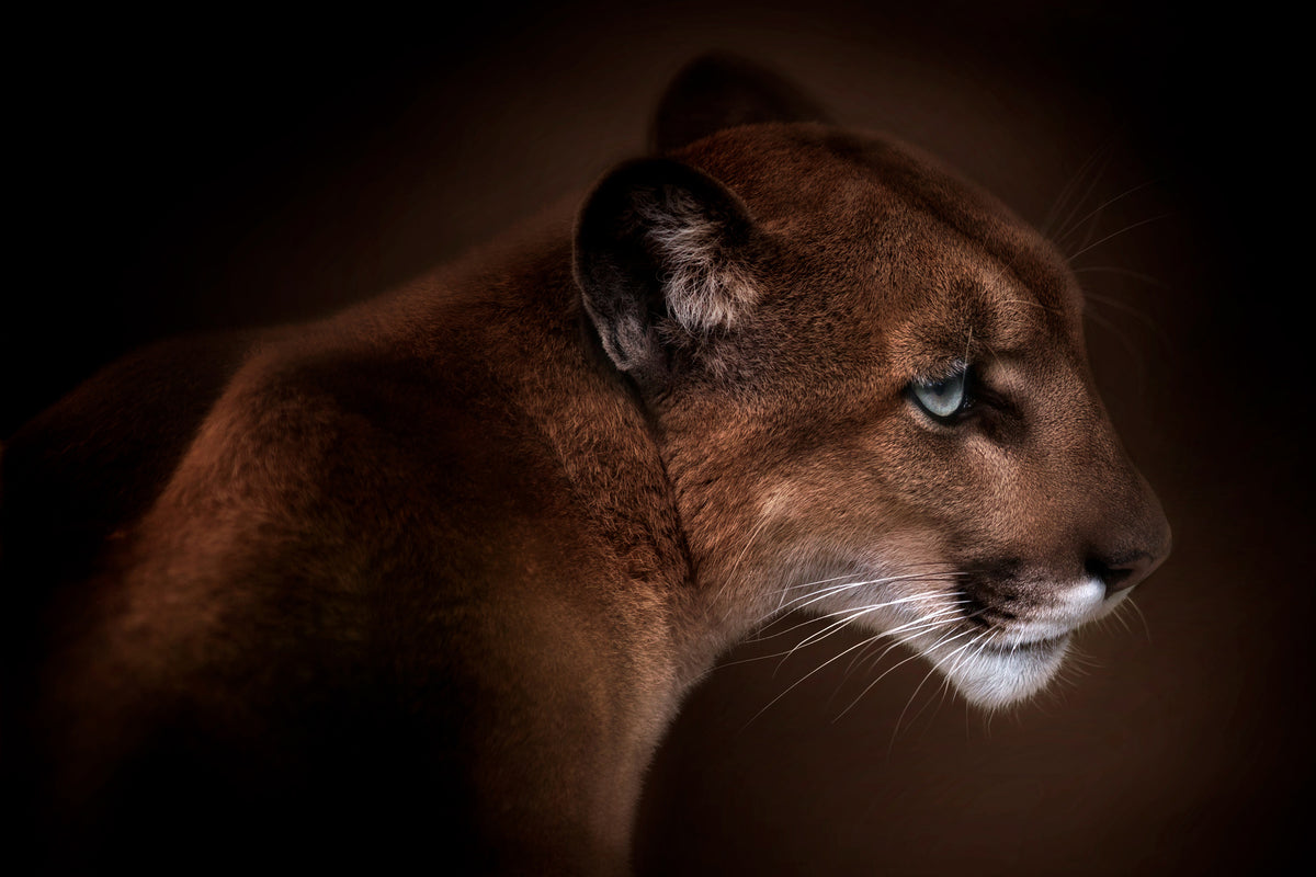 3-piece-canvas-print-puma