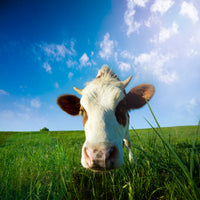 poster-print-the-cow