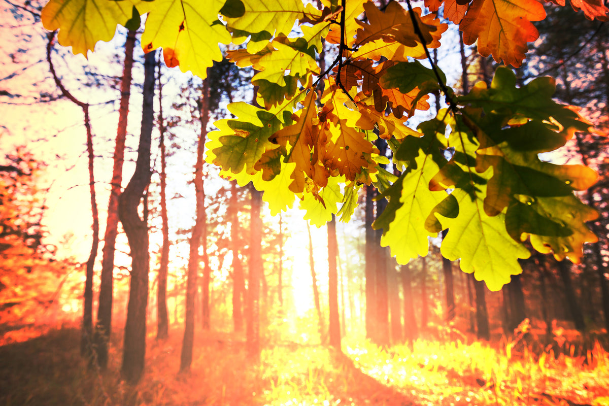 3-piece-aluminium-print-autumn