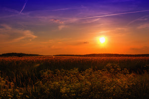3-piece-acrylic-print-sunset-at-the-flower-field