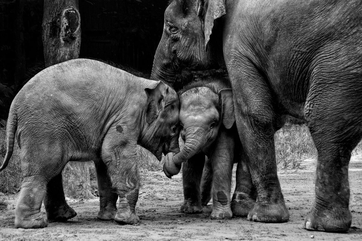 3-piece-aluminium-print-friends-forever