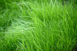 modern-3-piece-acrylic-print-blades-of-grass