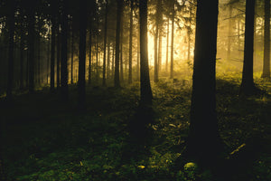 acrylic-print-sunset-in-the-forest