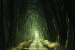 modern-3-piece-aluminium-print-mysterious-forest-iii