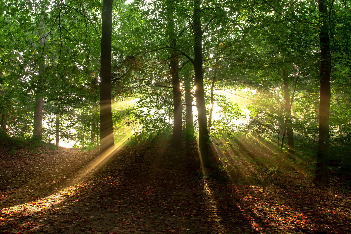 acrylic-print-sun-in-the-forest