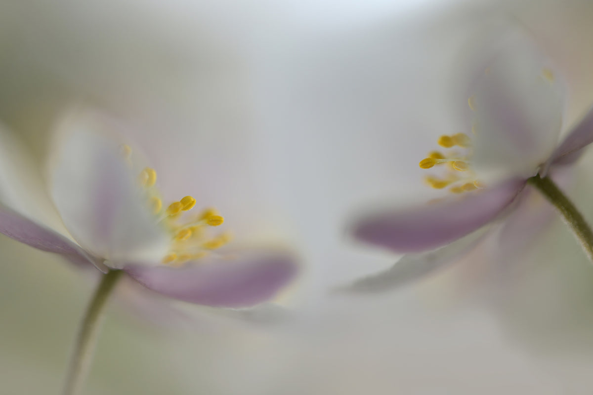 canvas-print-soft-whispering
