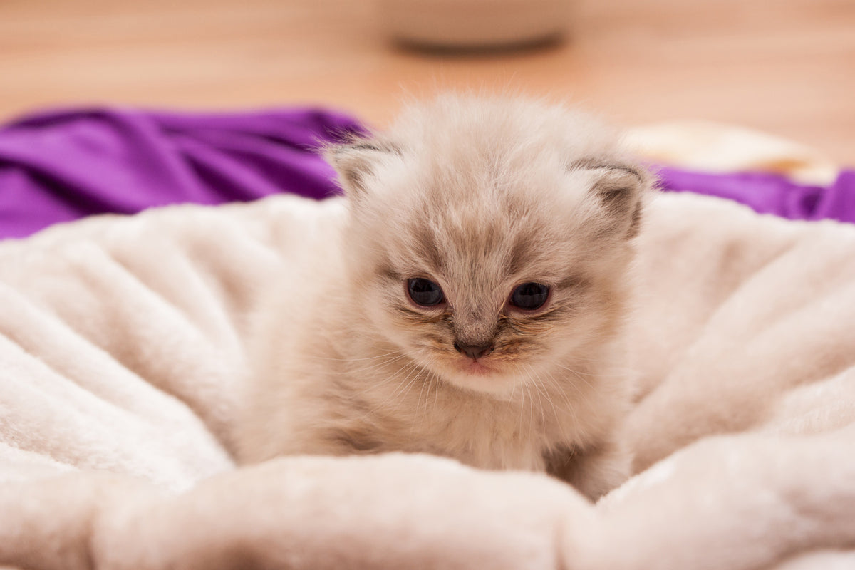 acrylic-print-kitten-to-fall-in-love