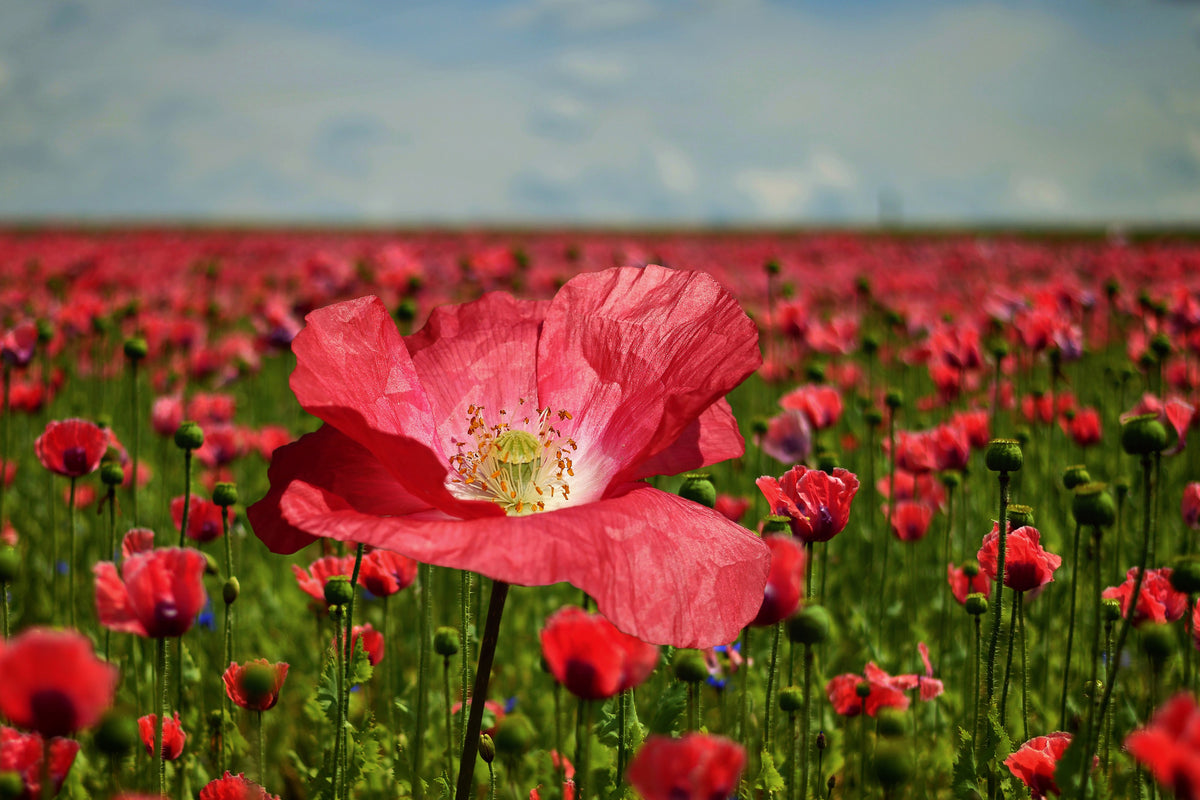 3-piece-acrylic-print-the-lush-poppy-field