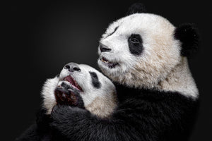 canvas-print-pandas-x