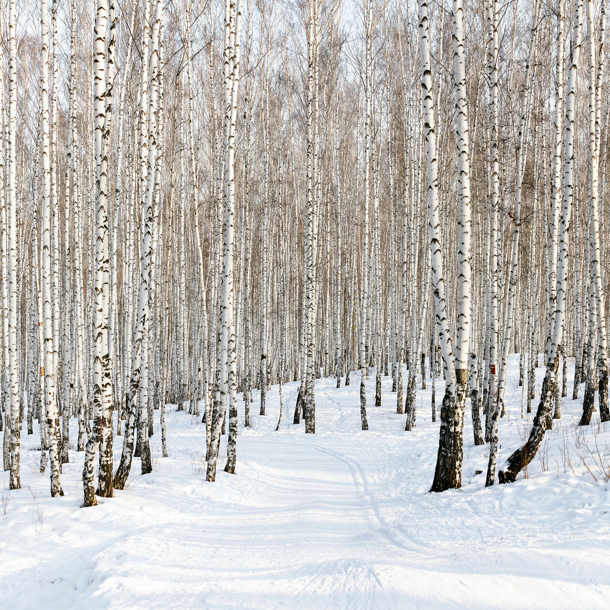 acrylic-print-birch-forest-tracks-in-snow