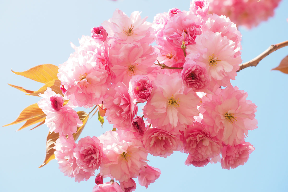aluminium-print-the-cherry-blossoms